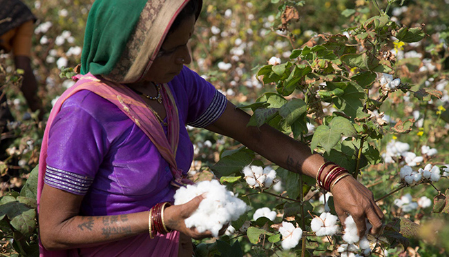Image of woman in colorful sari picking cotton