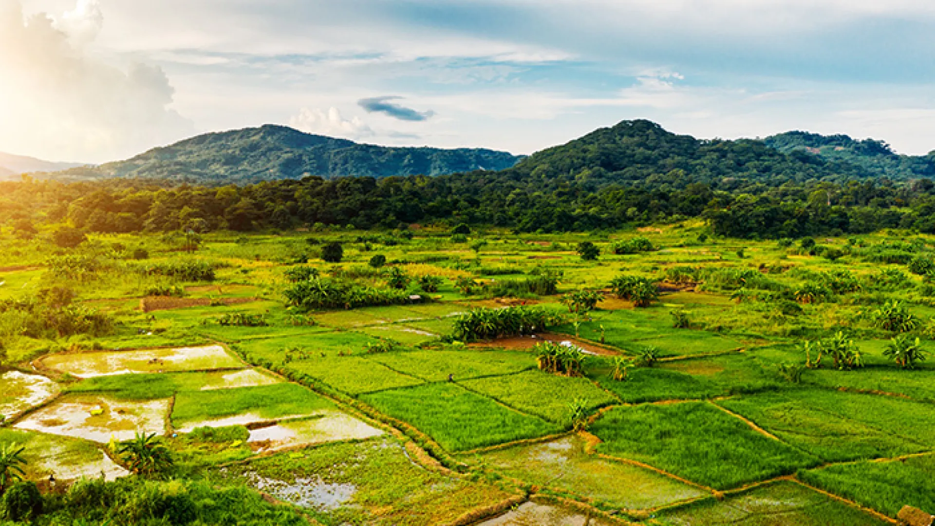 Fields in rural Malawi