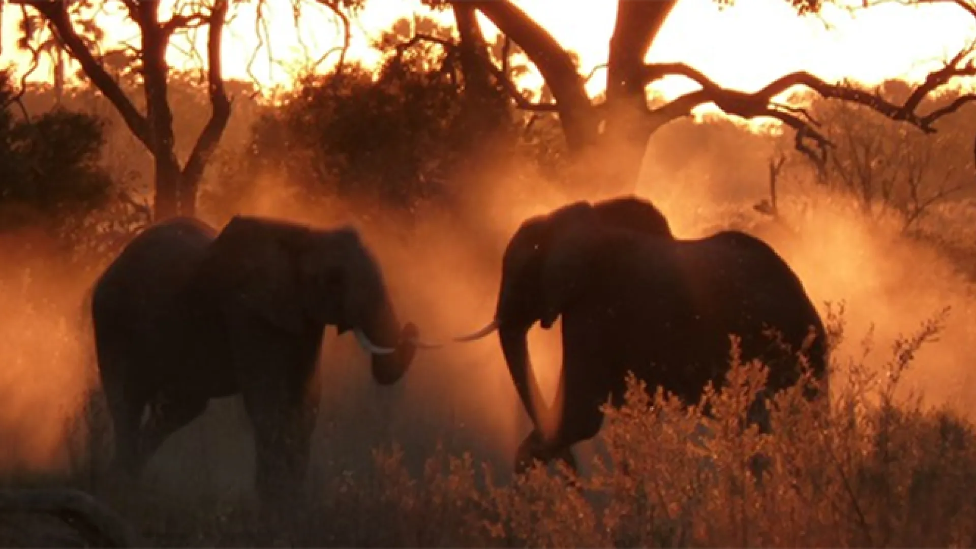 Elephants on Safari