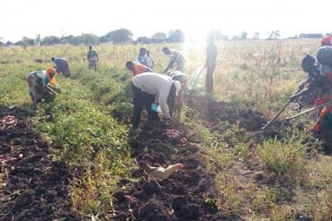 Harvesting in Shinyanga Tanzania