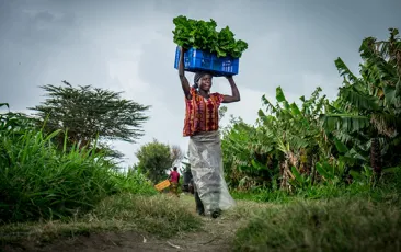 Smallholder Farms