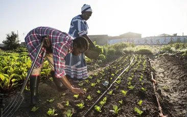 African women farming