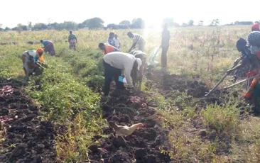 Harvesting in Shinyanga Tanzania