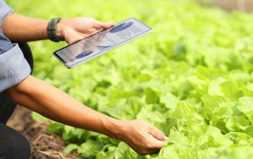 person bending down monitoring progress of plant growth and looking at data on a tablet.