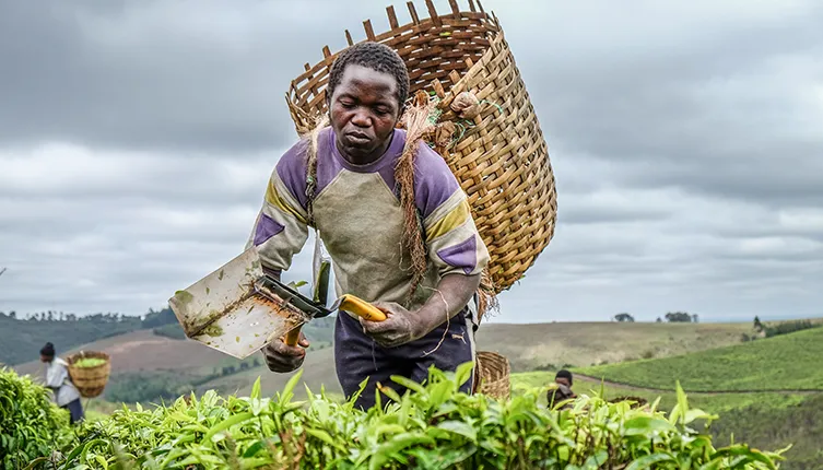 Tea farmer in Tanzania