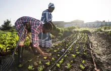 African women farming