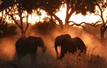 Elephants on Safari