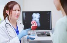 doctor showing model of kidney to patient