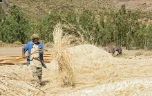 Ethiopian wheat farmer in his field